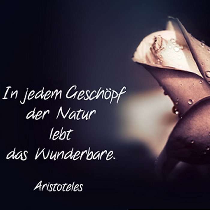 Sample Lightbox sprueche